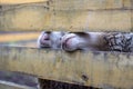 A man feeds white sheep over a fence. Sheep poke their heads through Royalty Free Stock Photo