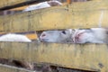 A man feeds white sheep over a fence. Sheep poke their heads through Royalty Free Stock Photo