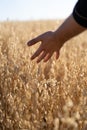 A man feeling the wheat with his hand in a farm Royalty Free Stock Photo