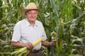 Man on field corn with corn ears Royalty Free Stock Photo