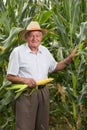 Man on field corn with corn ears Royalty Free Stock Photo