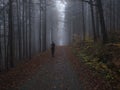 Man figure walking at road in dark mysterious misty beech tree forest covered with fallen leaves and fog. Moody autumn Royalty Free Stock Photo