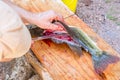 Man fillets fresh fish. Royalty Free Stock Photo