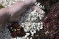 Man filling and spreading white gravel in a garden bed between sedum plants