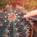 A man finger and a large cactus. Phobia prick and get a splinter from a cactus thorn Royalty Free Stock Photo