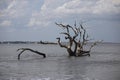 Man fishing on a large piece of driftwood at Driftwood Beach, Jekyll Island, GA Royalty Free Stock Photo