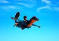 Man flies on a deinonychus Royalty Free Stock Photo