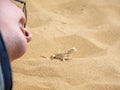 A man is flirting with a lizard. Calm desert roundhead lizard on the sand Royalty Free Stock Photo