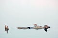 Man floating in a glassy water of dead sea Royalty Free Stock Photo