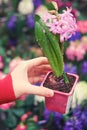 Man florist hands with pink hyacinth flower with dew drops in pot  greenhouse shop Royalty Free Stock Photo