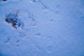 Man footprints left on snow surface close-up Royalty Free Stock Photo