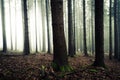 Man in forest at dawn