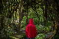 Man in forest, New Zealand Royalty Free Stock Photo