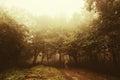 Man in forest with spooky surreal forest with strange light Royalty Free Stock Photo