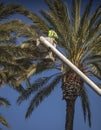 Man in forestry bucket trimming large date palm tree with blue sky