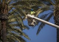 Man in forestry bucket trimming large date palm tree with blue sky