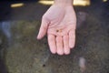 The man found gold. Contemporary lucky prospector found lot of gold in creek when panning sand. Royalty Free Stock Photo