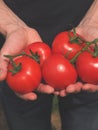 Man with fresh organiv tomatoes