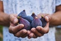 Man with freshly collected figs in his hands