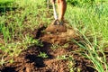 Man in a Garden Gardening with a Hoe Royalty Free Stock Photo