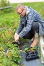 Man in a garden stooped over a strawberry plant in a bed of soil.