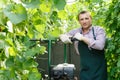 Man gardener in apron with barrow standing near marrow seedlings