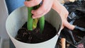 Man gardener hands transplant zamioculcas house plant in pot. Adding ground Concept of home gardening. Taking care of