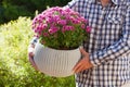 man gardener holding chrysanthemum flowers in flowerpot in garden Royalty Free Stock Photo