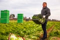 Man gardener holding crate with harvest of lechuga Royalty Free Stock Photo