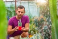 Man gardener holds a pot in his hand and examines the seedlings of opuntia microdasys. Growing and caring for plants and flowers Royalty Free Stock Photo