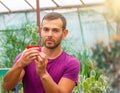 Man caucasian gardener holds a pot in his hand and examines the seedlings of opuntia microdasys. Growing and caring for plants and Royalty Free Stock Photo