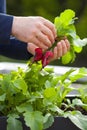 Man gardener picking radish from vegetable container garden on b Royalty Free Stock Photo