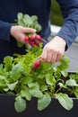 Man gardener picking radish from vegetable container garden on b Royalty Free Stock Photo