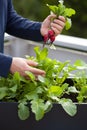 Man gardener picking radish from vegetable container garden on b Royalty Free Stock Photo