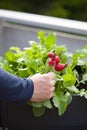 Man gardener picking radish from vegetable container garden on b Royalty Free Stock Photo