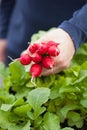 Man gardener picking radish from vegetable container garden on b Royalty Free Stock Photo