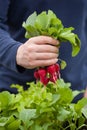 Man gardener picking radish from vegetable container garden on b Royalty Free Stock Photo