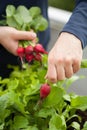 Man gardener picking radish from vegetable container garden on b Royalty Free Stock Photo