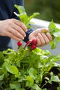 Man gardener picking radish from vegetable container garden on b Royalty Free Stock Photo