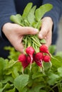 Man gardener picking radish from vegetable container garden on b