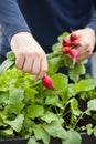 Man gardener picking radish from vegetable container garden on b Royalty Free Stock Photo