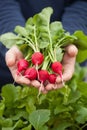 Man gardener picking radish from vegetable container garden on b Royalty Free Stock Photo