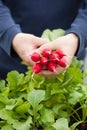 Man gardener picking radish from vegetable container garden on b Royalty Free Stock Photo