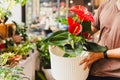 Man gardener pot with anthuriums flower in market. Royalty Free Stock Photo