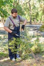 Man gardener in protective gloves with garden shears, scissors or secateurs cutting a thuja or juniper topiary hedge in public Royalty Free Stock Photo