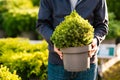Man gardener shopping in garden center, buying Dwarf Conifer plants in pot Royalty Free Stock Photo