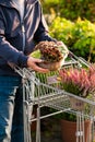 Man gardener shopping in garden center, buying succulent plants in pot Royalty Free Stock Photo