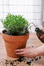 Man gardener transplanting Lavender bush.  A man`s hand with water can watering a plant. Home gardening concept Royalty Free Stock Photo