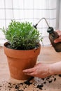 Man gardener transplanting Lavender bush.  A man`s hand watering a plant. Home gardening concept Royalty Free Stock Photo