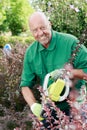 Man gardener trimming hedge Royalty Free Stock Photo